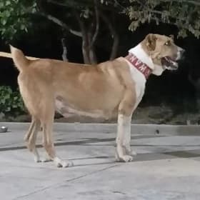 Türkmen alabaylari