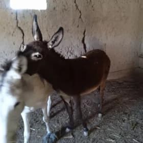 Eşek Küresi bilen bile