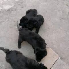 awçerka
