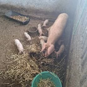 donuz matka jojuk