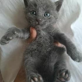 шотландский котенок