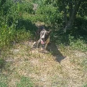 pitbul