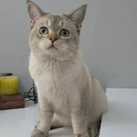 Шотланский прямоухий кот