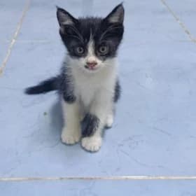 отдам котят в хорошие руки