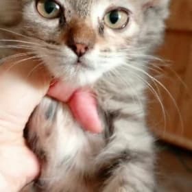 пепельный полубританский котён