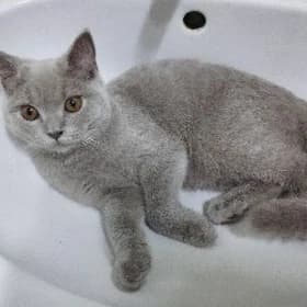 кошка pishijik