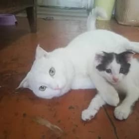 pişik