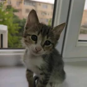 Oglan pişijek