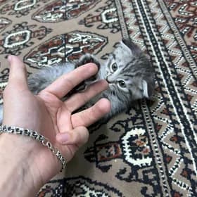 Вислоухие котята