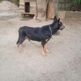 Awçarka it, овчарка