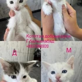 котята