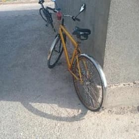 konçik tigyr