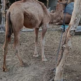 Owşyk