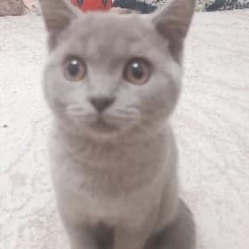 катенок