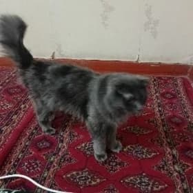 веслоухая кошка