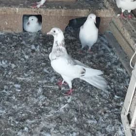 kepderi
