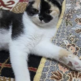 шотландский котята