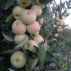 Almalar