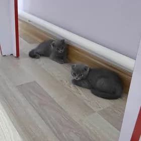 котята