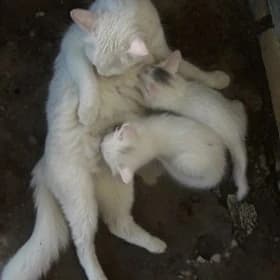 кошка турецкая разноглазая