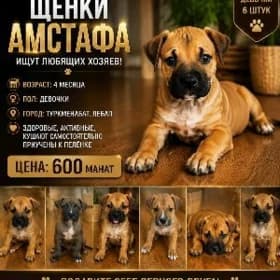 Щенки амстафа