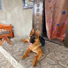 афчарка