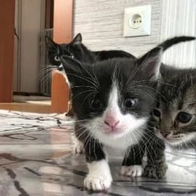 котята