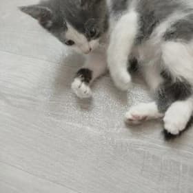 коты