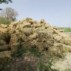 Yorunja bede