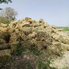 Yorunja bede