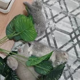 котята