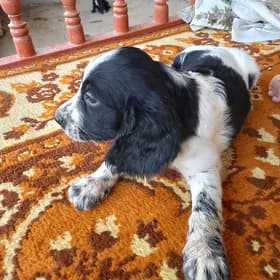 Arassa rus spaniel