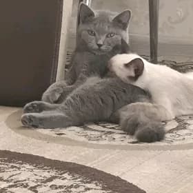Британский кошка