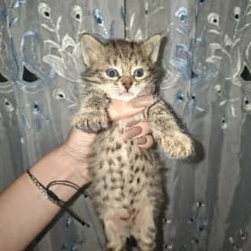 КОТЯТА В ДОБРЫЕ РУКИ!