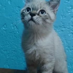 КОТЁНОК