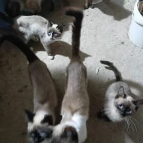животные кошки