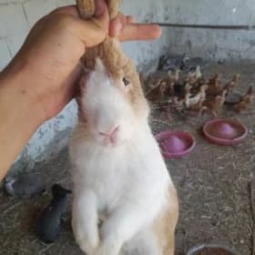 Towşan