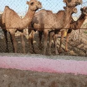 Owşuklar