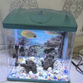 Akwaryum balyk