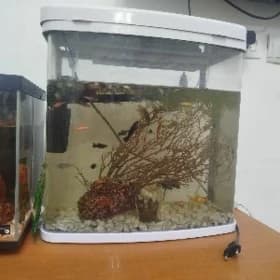akwarium petushok