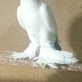 Kepderi