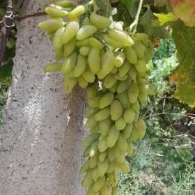 Üzüm gektar