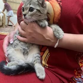 кошка