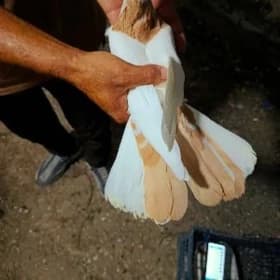 kepderi
