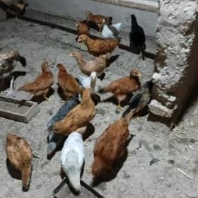 жужа