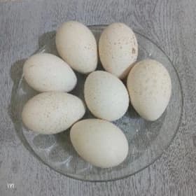 Ýumurtga