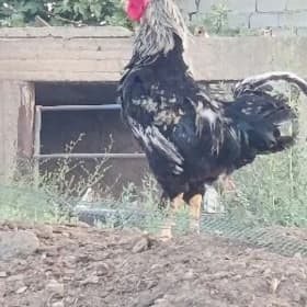 Gigant horaz