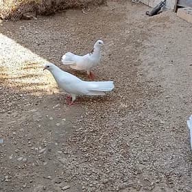 kepderi
