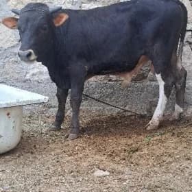 öküz
