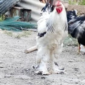 Brama Towuk